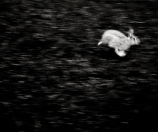 Running rabbit